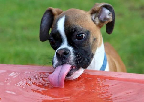 Que faire si mon chien boit trop ou pas assez? / What can I do if my dog drinks too much or not enough?