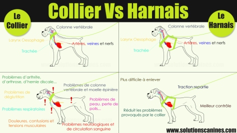 Collier-Vs-Harnais