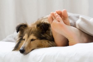 dog-sleeping-in-bed-with-owner-300x199